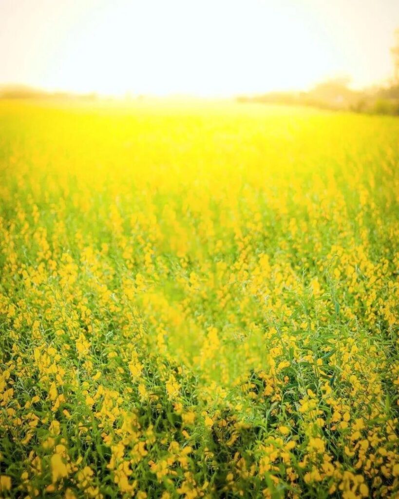 Cb yellow Background Download Full HD 22 Cb yellow Background Download Full HD