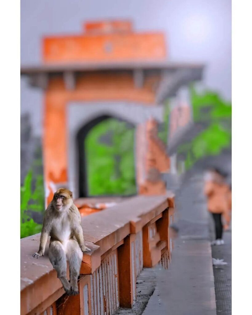 monkey cb photo editing background full hd 22 monkey cb photo editing background full hd