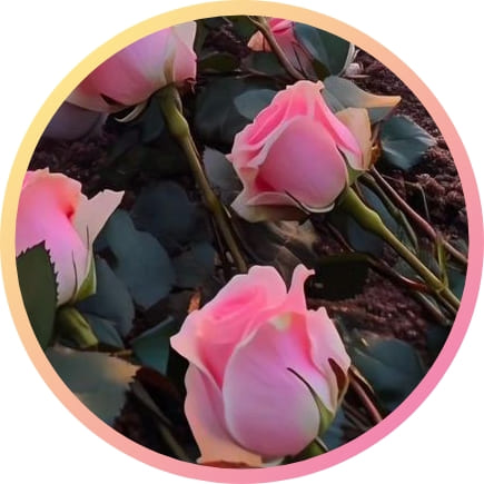 310+ natural attractive whatsapp dp, Nature Dp 2024 5 Best Natural Whatsapp Dp