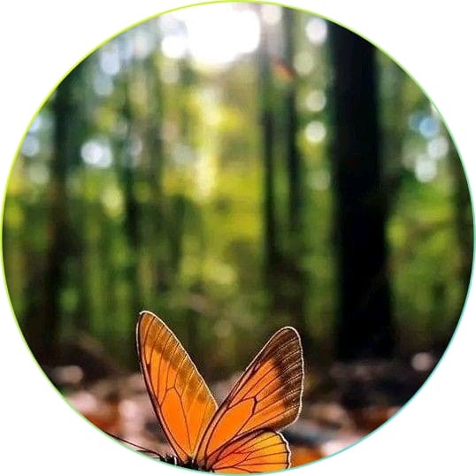 310+ natural attractive whatsapp dp, Nature Dp 2024 13 Eye catching nature dp