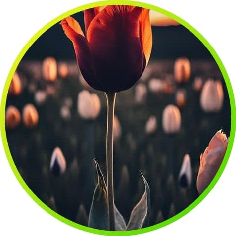 310+ natural attractive whatsapp dp, Nature Dp 2024 19 natural dp pics for whatsapp