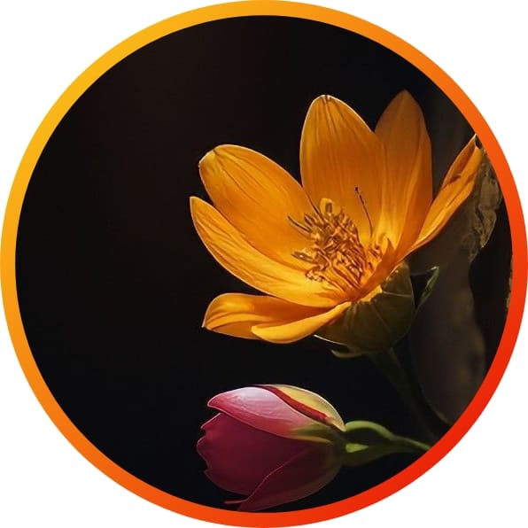 310+ natural attractive whatsapp dp, Nature Dp 2024 37 nature wallpaper whatsapp dp