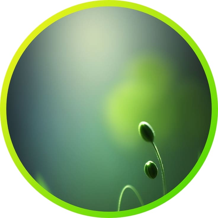 310+ natural attractive whatsapp dp, Nature Dp 2024 38 nature wallpapers for whatsapp profile